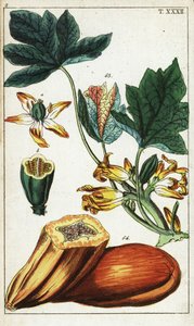 Papaya meyvesi, kesit, çiçekler ve yapraklar, Carica papaya. by Unbekannter Künstler