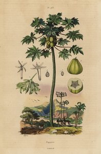 Meyve ve meyve kesiti ile papaya veya pençe ağacı by Unbekannt