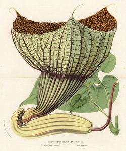 Pararistolochia goldieana (Aristolochia goldieana). Louis van Houtte ve Charles Lemaire