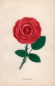  by Unbekannter Künstler