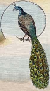 Tavuskuşu. "Alphabet de ma petite fille" gravürü. Bernardin-Bechet ve Fils, kitapçı-yayıncılar, Paris, 1895 civarı. Tuval üzerine kırılmaz albüm. Bibliotheque des Bebes. 12 sayfa. Bir okuma yöntemi ve açıklayıcı bir abecedary içeren albüm. karartmak: by Unbekannt