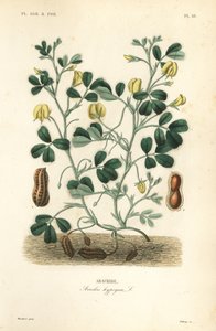 Fıstık veya yer fıstığı, Arachis hypogaea, Arachide by Unbekannt