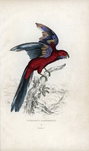 Pennant muhabbet kuşu, Psittacus pennantii. Platycercus elegans. by Unbekannter Künstler