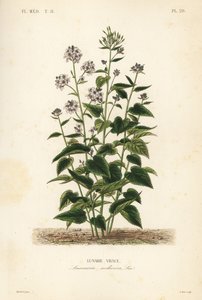 Çok yıllık dürüstlük, Lunaria canlandı, Ay canlılığı by Unbekannt