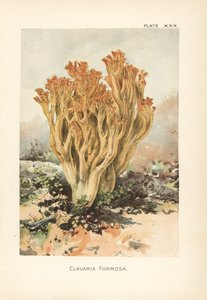 Pembe mercan mantarı veya güzel clavaria, Ramaria formosa (Clavaria formosa). William Hamilton Gibson