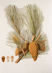 Pinus pinaster/Deniz Çamı/Deniz Çamı by Unbekannt