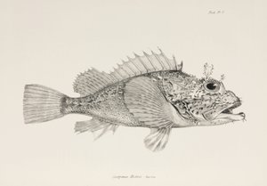 Oyuncu akrep balığı, c 1832-1836 by Unbekannter Künstler