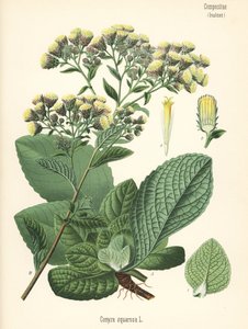 Çiftçinin spikenard