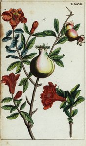 Nar çiçekleri ve bir dalda meyve, Punica granatum. by Unbekannter Künstler