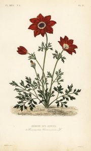 Haşhaş anemon çiçeği veya İspanyol kadife çiçeği, Anemone coronaria, Anemone des jardins by Unbekannt