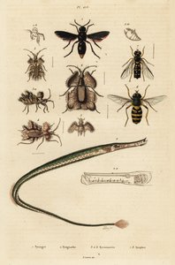 Potter yaban arısı, pipefish, altın yumurta böceği ve hoverfly., 1834-1839 (gravür) by Unbekannter Künstler