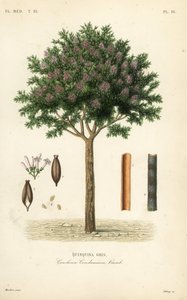 Kinin veya kınakına kabuğu, Cinchona officinalis, Cinchona condaminea, Quinquina gris by Unbekannt