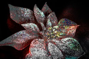 Sevgilim için Gökkuşağı Poinsettia, 2017 (yeniden boyanmış fotoğraf) by Unbekannter Künstler