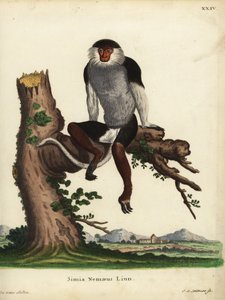  by Unbekannter Künstler