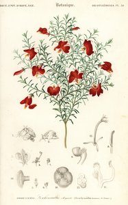Kırmızı leschenaultia, Leschenaultia formosa., 1849 (gravür) by Unbekannter Künstler