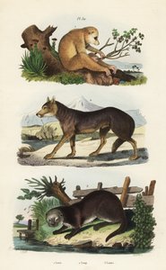 Kırmızı ince loris, Loris tardigradus tehlikede 1, kurt, Canis lupus 2 ve Avrasya su samuru, Lutra lutra 3 by Unbekannt