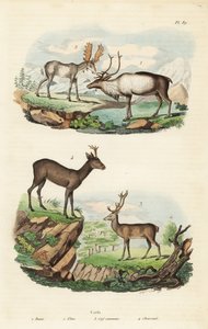 Ren geyiği, Rangifer tarandus 1, geyik, Alces alces 2, kızıl geyik, Cervus elaphus 3 ve Avrupa karaca, Capreolus capreolus 4 by Unbekannt