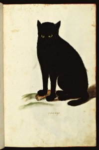 Siyah bir kedi tasviri. Hayvanlar Üzerine Doğa Tarihi el yazmasının resimli çizelgesi, Fonds Ulisse Aldrovandi, Üniversite Bibl., ed. 1603. by Unbekannter Künstler
