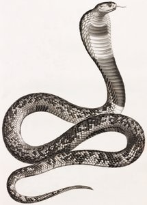 Sürüngenler: Bir Asp by Unbekannt