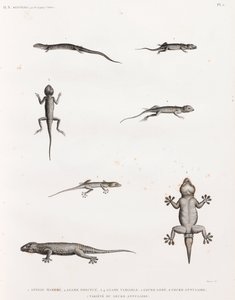 Sürüngenler: Kertenkeleler ve kertenkeleler by Unbekannt