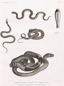 Sürüngenler: yılan çizimleri dizisi by Unbekannt