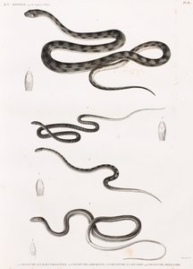 Sürüngenler: yılan çizimleri dizisi by Unbekannt