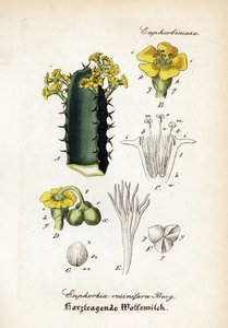  by Unbekannter Künstler