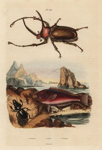 Gergedan bok böceği, Golofa porteri 1, Girit skar balığı, Scarus creticus 2 ve Scarites buparius böceği 3 by Unbekannt