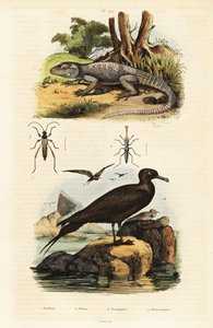 Kaya agama ve parazitik jaeger.,1834-1839 (gravür) by Unbekannter Künstler