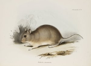 Kemirgen, c 1832-1836 by Unbekannter Künstler