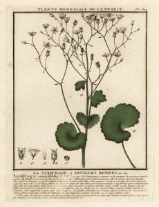 Yuvarlak katmanlı saksafon, saksafon rotundifolia. by Unbekannter Künstler