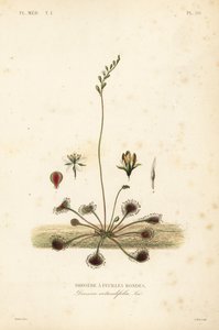 Yuvarlak yapraklı sundew veya yaygın sundew, Drosera rotundifolia, Droserie a feuilles rondes by Unbekannt