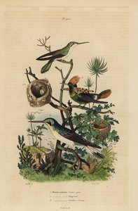 Kızıl kuyruklu sinek kuşu, Amazilia tzacatl, Tepeli koket, Lophornis ornatus ve kara kulaklı peri, Heliothryx auritus Gri karınlı sinek kuşu, tepeli yaka, gök mavisi kulaklar by Unbekannt