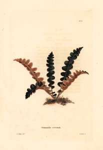 Paslı sırt eğreltiotu, Ceterach officinarum (Grammitis ceterach). Conrad Loddiges