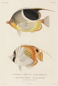 Saddleback ve Auriga kelebek balıkları, Güney Pasifik by Unbekannter Künstler