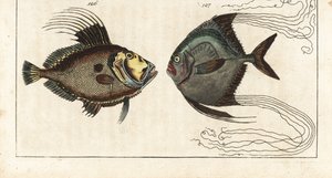Aziz taş (ya da deniz tavuğu, doree ya da zee) - ayakkabıcı ipliği (ya da tüylü carangue) - John Dory, Zeus faber 126 ve Afrika pompanosu, Alectis ciliaris 127. Gottlieb Tobias Wilhelm
