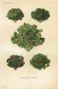 Salata sebzeleri, salatalar için bitkiler by Unbekannt