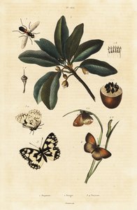 Sapodilla ve Güveler. by Unbekannter Künstler