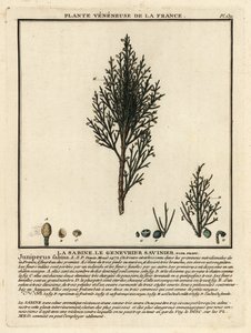 Savin ardıç veya savin, Juniperus sabina. by Unbekannter Künstler