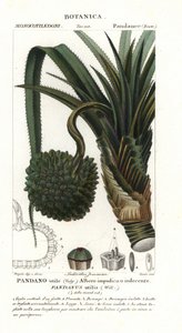 Vida çamı, Pandanus utilis by Unbekannter Künstler