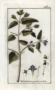 Miğferli veya büyük şapkalı Scutellaire (Scutellaria galericulata). Johannes Zorn