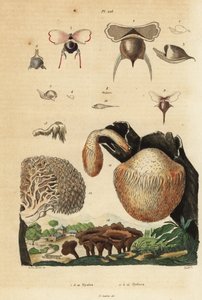 Deniz salyangozları, Diacavolinia limbata ve Diacria trispinosa 1-10 ve Hydnum mantarları, kirpi mantarı, Hydnum repandum 14, mercan dişi mantarı, Hericium coralloides 12, vb. by Unbekannt