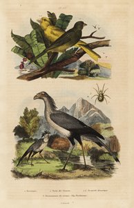 Sekreter kuşu, Yay serpentarius, vahşi ve evcil kanaryalar, Serinus canaria by Unbekannt