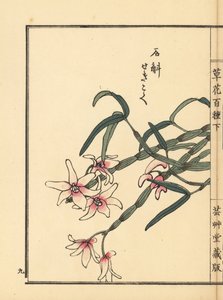 Sekkoku, Mohl dendrobiumu veya Japon taş orkidesi, Dendrobium moniliforme. Kono Bairei
