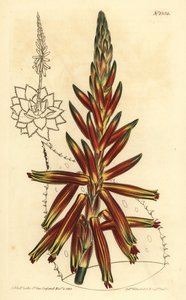 Kısa yapraklı aloe, Aloe brevifolia var by Unbekannt