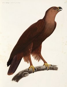 Shrill Eagle, Mısır by Unbekannter Künstler