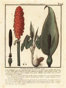 Yılanbaş, Arum maculatum. by Unbekannter Künstler