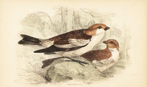 Kar kiraz kuşu, Plectrophenax nivalis.1889 (gravür) by Unbekannter Künstler