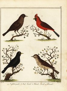 Ötücü kuşlar: bülbül, kırmızı kuş, kara kuş ve pamukçuk. 1792 (gravür) by Unbekannter Künstler