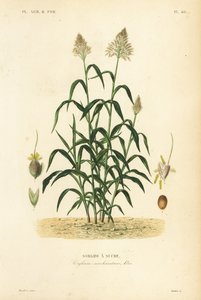 Sorgum otu, büyük darı, durra, jowar veya milo, Sorghum bicolor, Sorghum saccharatum, Sorghum a sucre by Unbekannt